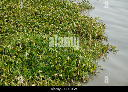 Water hyacinth on the shore of Lake Victoria near Kisumu Kenya East Africa Stock Photo