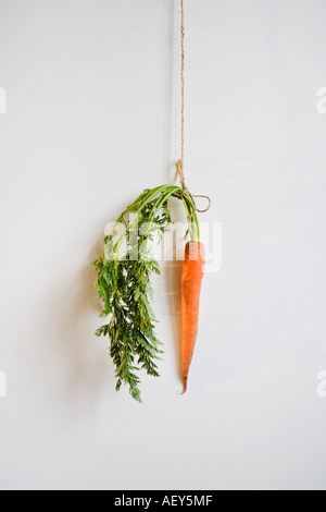 Studio shot of carrot hanging by string on the wall Stock Photo