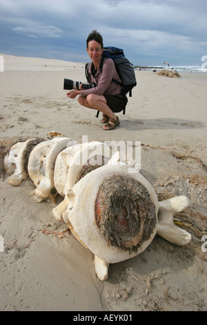 Female photographer kneeeling to examine a Southern Right Whale backbone on Struisbaai beach Western Cape South Africa Stock Photo