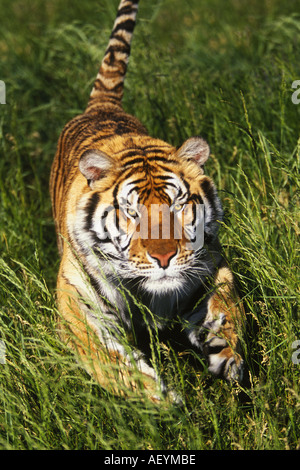 Tiger Panthera tigris tigris charging through grass Stock Photo