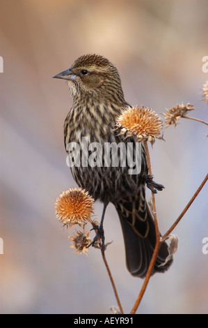 Red winged Blackbird juvenile perched on grass stems Bosque New Mexico USA Stock Photo