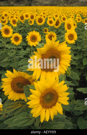 Field of Sunflowers in Marshall County Kansas Stock Photo