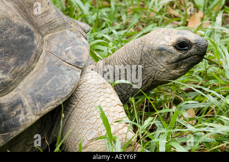 Malaysian Giant Turtle crawling on the grass Malaysia Stock Photo