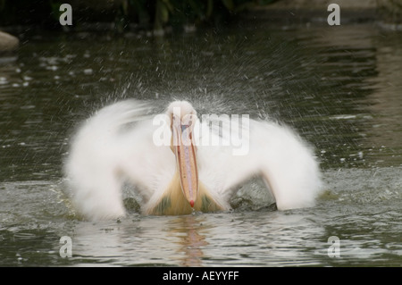 Spot billed pelican Pelecanus philippensis having a bath Malaysia Stock Photo