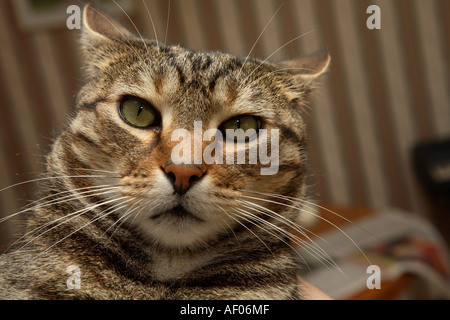 Tom Cat. Stock Photo