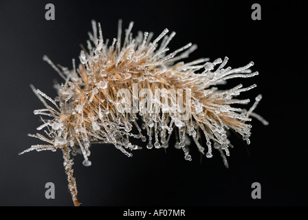 Frosted Fountain Grasshead - Pennisetum alopecuroides, syn. Stock Photo