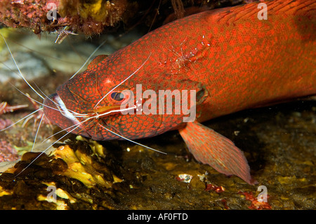 Tomato grouper, Cephalopholis sonnerati, being cleaned by cleaner shrimps, Lysmata amboinensis, Bali Indonesia. Stock Photo