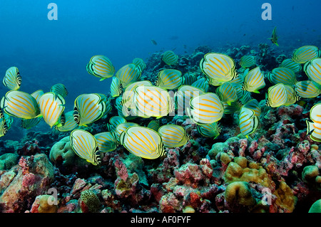 School of Ornate butterflyfishes Chaetodon ornatissimus. Kritimati Island Kribati. Stock Photo