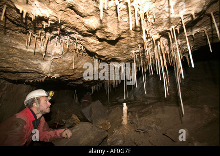 a male caver inspects formations including straw stalagtites in the newly discovered Notts II cave on Leck Fell Yorkshire Dales Stock Photo