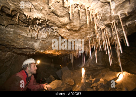 a male caver inspects formations including straw stalagtites in the newly discovered Notts II cave on Leck Fell Yorkshire Dale Stock Photo