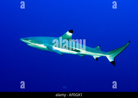 Reef blacktip sharks Carcharhinus melanopterus Palmyra Atoll Stock Photo