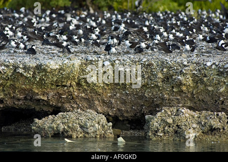 Sooty terns on nesting site and blacktip sharks waiting for careless chicks  Palmyra Atoll South Pacific Stock Photo