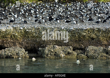 Sooty terns on nesting site and blacktip sharks waiting for careless chicks Palmyra Atoll South Pacific Stock Photo