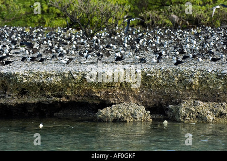 Sooty terns on nesting site and blacktip sharks waiting for careless chicks Palmyra Atoll South Pacific Stock Photo