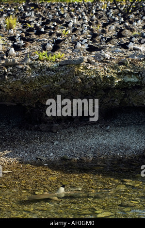 Sooty terns on nesting site and blacktip sharks waiting for careless chicks Palmyra Atoll South Pacific Stock Photo