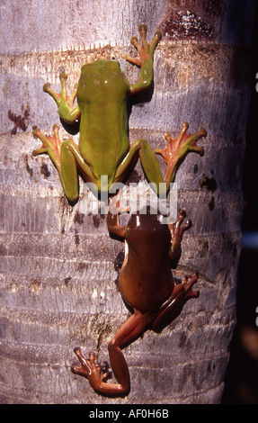 two australian green treefrogs climbing palm tree Stock Photo