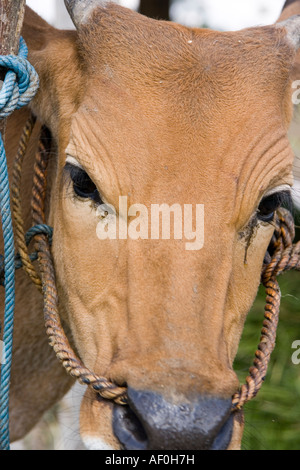 Cow with rope through its nose in field Kerala India Stock 