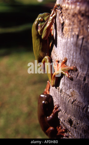 side view of two australian green treefrogs climbing a palm tree Stock Photo