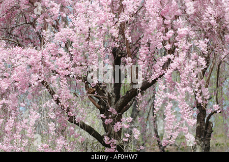 cherry tree Stock Photo
