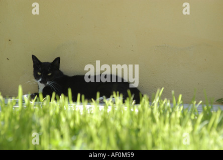 Cat Stock Photo