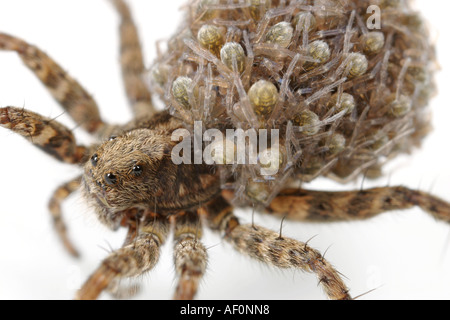 Female Wolf Spider carrying her babies on her back for a few days after they are born Stock Photo