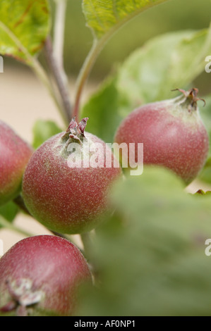 young developing apples hanging in the branches of trees in the natural environment Stock Photo