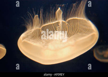 Moon jelly Aurelia labiata at the Monterey Bay Aquarium Monterey California Stock Photo