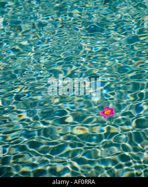 Flower floating on surface of swimming pool Stock Photo