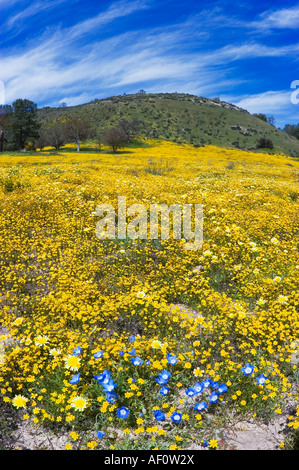 California Goldfields Coastal Tidy Tips California Dandelion and Baby Blue Eyes Shell Creek San Luis Obispo County California Stock Photo