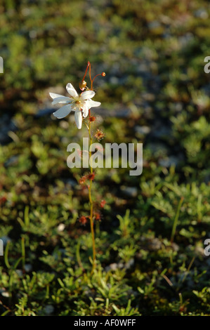 Flowering Drosera platypoda or similar species a carnivorous sundew plant native to small areas of Western Australia Stock Photo