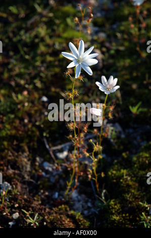 Flowering Drosera platypoda or similar species a carnivorous sundew plant native to small areas of Western Australia Stock Photo