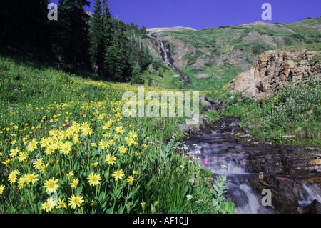 Waterfall and wildflowers in alpine meadow Heartleaf Arnica Arnica cordifolia Ouray San Juan Mountains Colorado USA Stock Photo