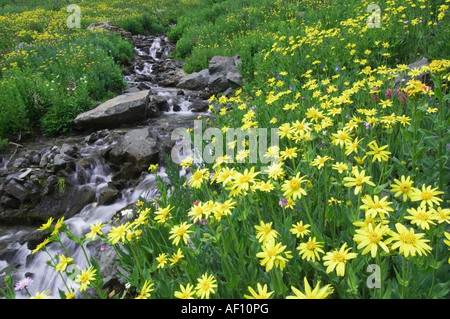 Waterfall and wildflowers in alpine meadow Heartleaf Arnica Arnica cordifolia Ouray San Juan Mountains  Colorado USA Stock Photo