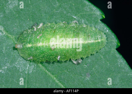 Hover-fly, Family Syrphidae. Larva on leaf Stock Photo