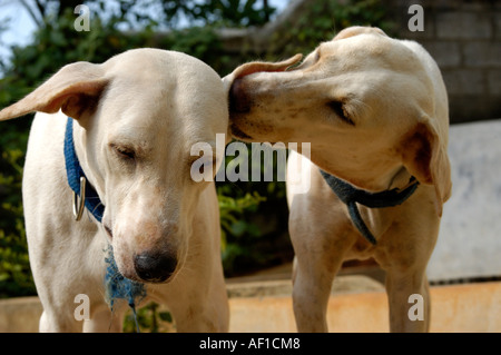 RAJAPALAYAM DOG OF SOUTHERN TAMILNADU Stock Photo - Alamy