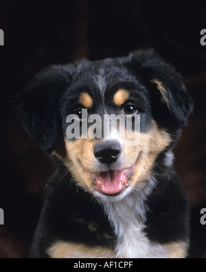 Border collie puppy Stock Photo