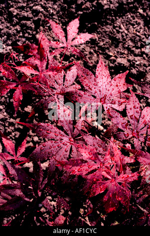 Japanese Acer palmatum Stock Photo