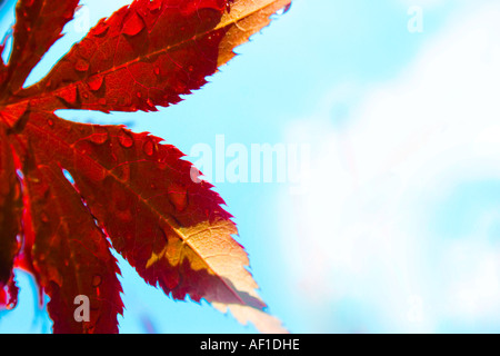 acer leaf on a summers day Stock Photo