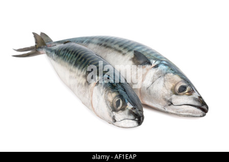 Two Whole Mackerel Stock Photo