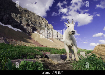 Mountain Goat Oreamnos americanus adult with summer coat Glacier National Park Montana USA July 2007 Stock Photo