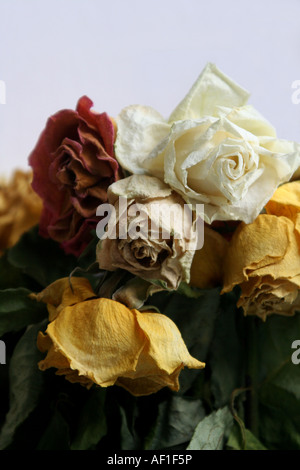 Dried Dead Red Roses Dead Flowers On White Background Stock Photo - Alamy