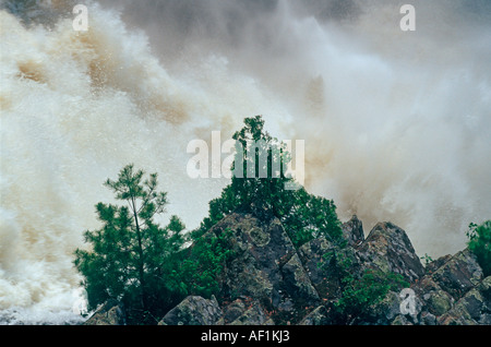 A tree silhouetted against a raging river during the spring melt in Quebec Stock Photo