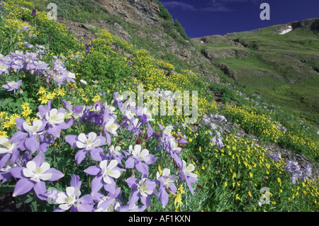 Wildflowers in alpine meadow Blue Columbine  Aquilegia coerulea Heartleaf Arnica  Ouray San Juan Mountains Colorado USA Stock Photo