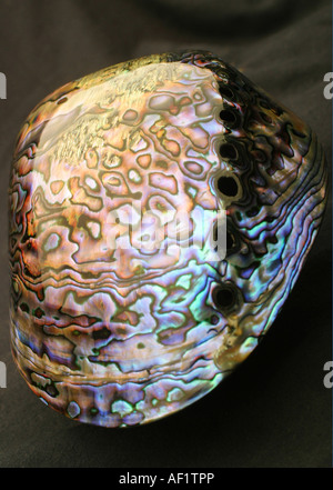 Close up photography of a paua shell Stock Photo