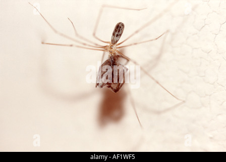 Pholcus phalangioides - daddy-long-legs spider eating a house spider Stock Photo