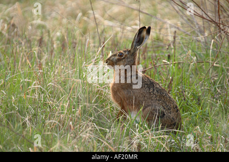 Hare in the grassland Stock Photo