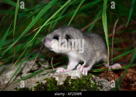 A young dormouse on the ground in Dinaric forest, Slovenia. Stock Photo
