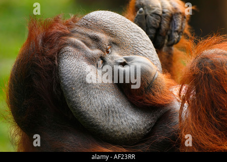 Male Bornean Orangutan Stock Photo
