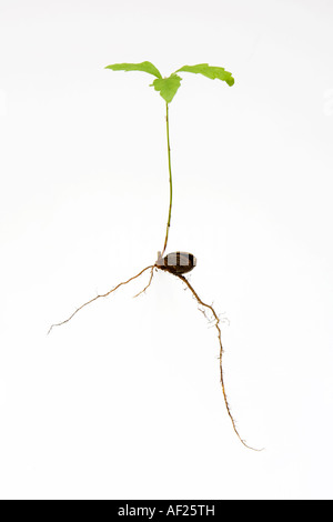Oak tree sapling with roots and leaves coming from the acorn, on a white background Stock Photo
