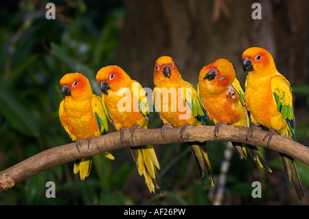Sun Conure Parakeets, Aratinga solstitialis, Jurong Bird Park Singapore. Stock Photo